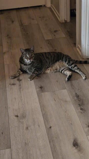 Hudson - Domestic Short Hair
