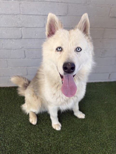 Clyde - Husky