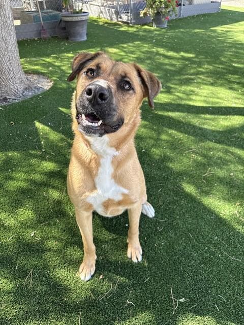 Chomp - Black Mouth Cur