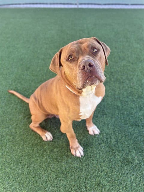 Tater-Tot - Mastiff