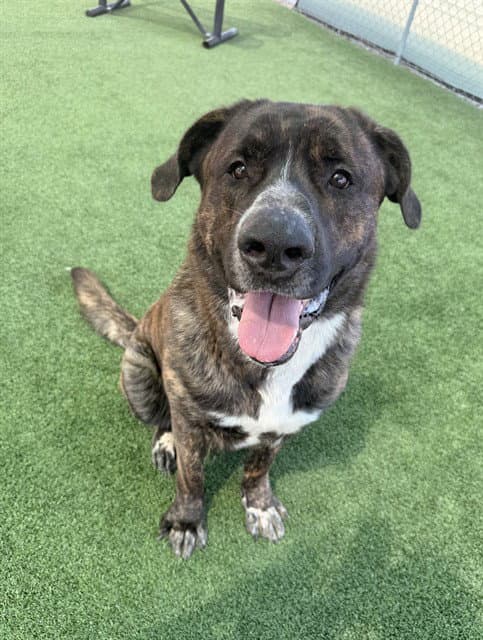 Teddy Bear - Cane Corso Mastiff