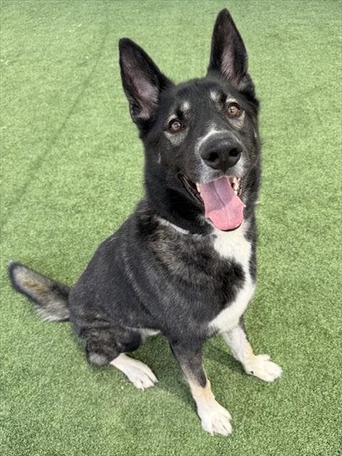 Apollo - Husky