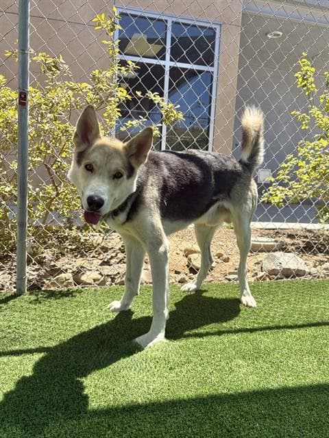 Grizz - Husky