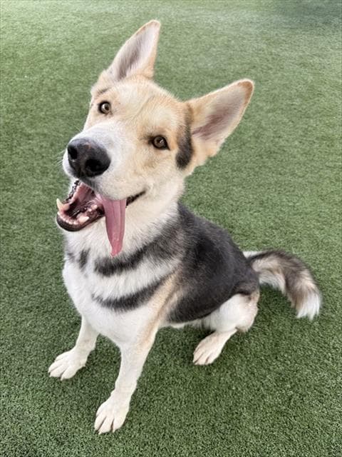 Grizz - Husky