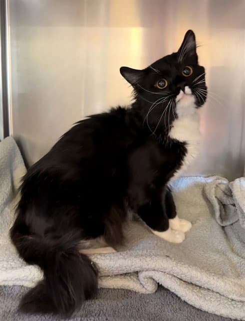 Tommy Boy - Domestic Short Hair