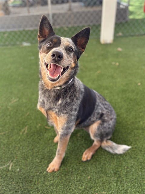 Roo - Australian Cattle Dog/Blue Heeler