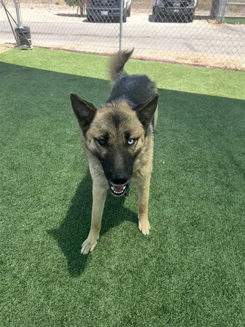 Lorelai - German Shepherd Dog