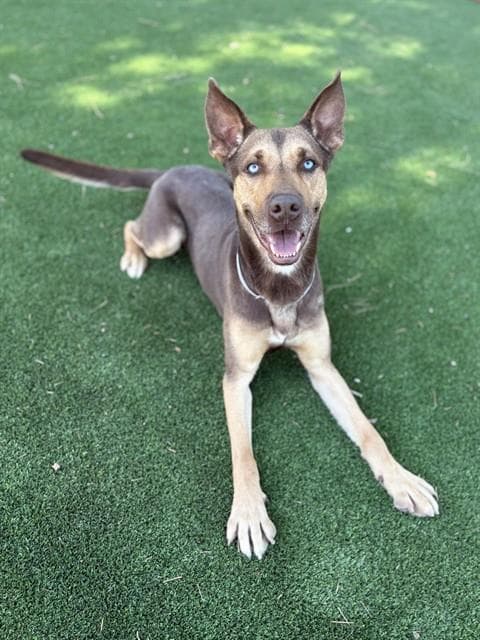 Dodger - Doberman Pinscher
