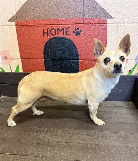 Luna - Chihuahua