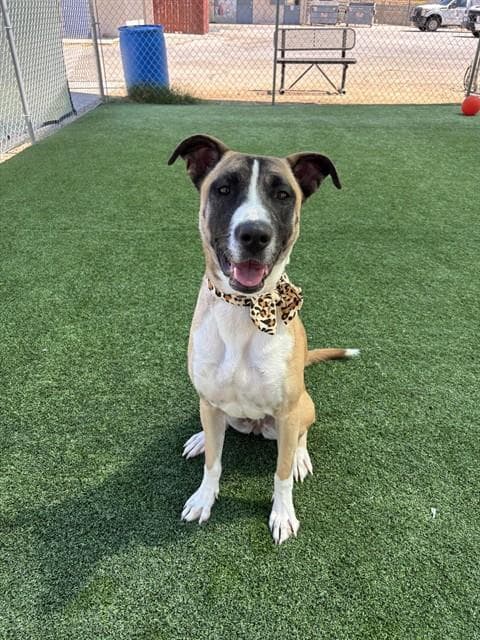 Matilda - Black Mouth Cur