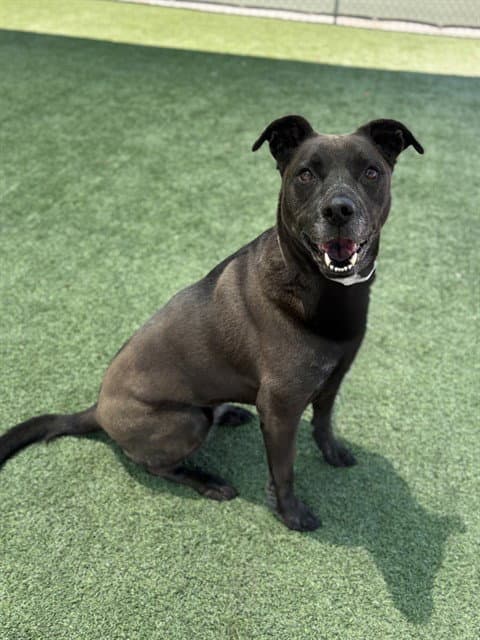 Pepper - German Shepherd Dog
