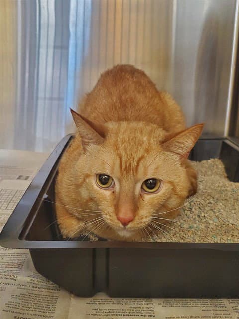 Seon - Domestic Short Hair