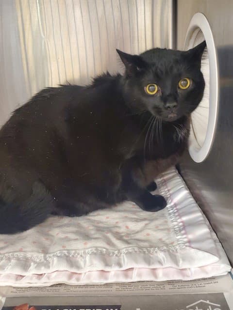 Diabolique - American Shorthair