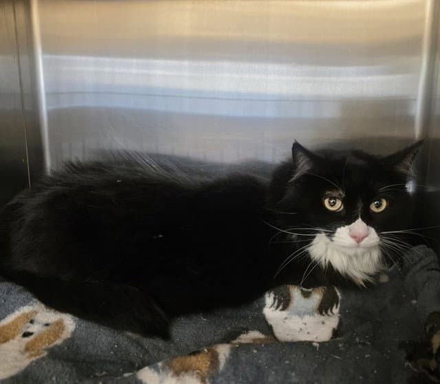 Everly - Domestic Medium Hair