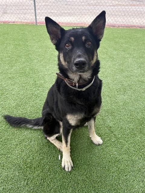Unknown - German Shepherd Dog