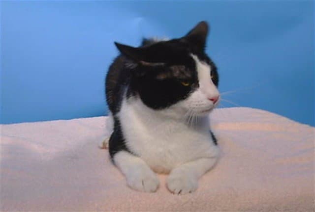 Shadow - Domestic Short Hair