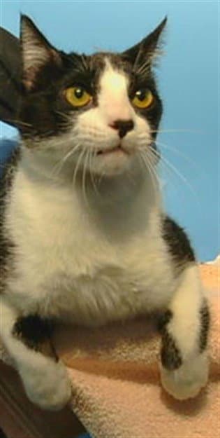 Storm - Domestic Short Hair