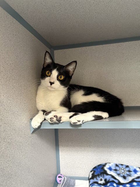 Storm - Domestic Short Hair
