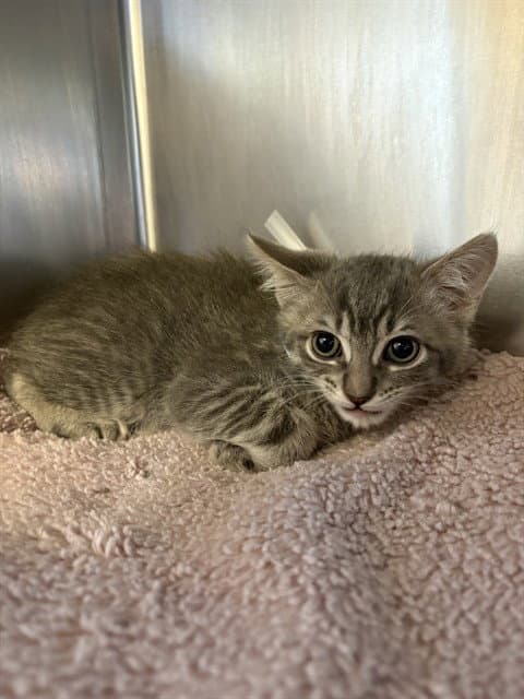 Mercury - Domestic Short Hair
