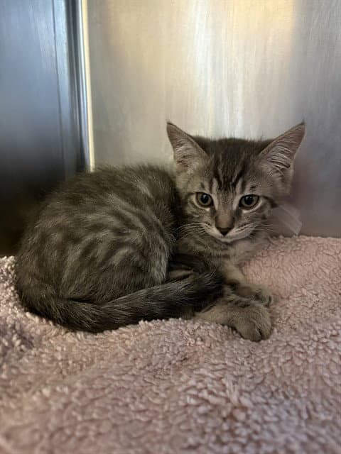 Mars - Domestic Short Hair