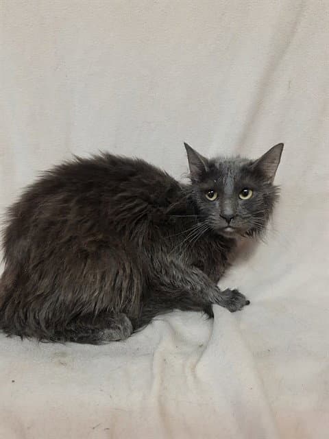 Wasabi - Domestic Long Hair
