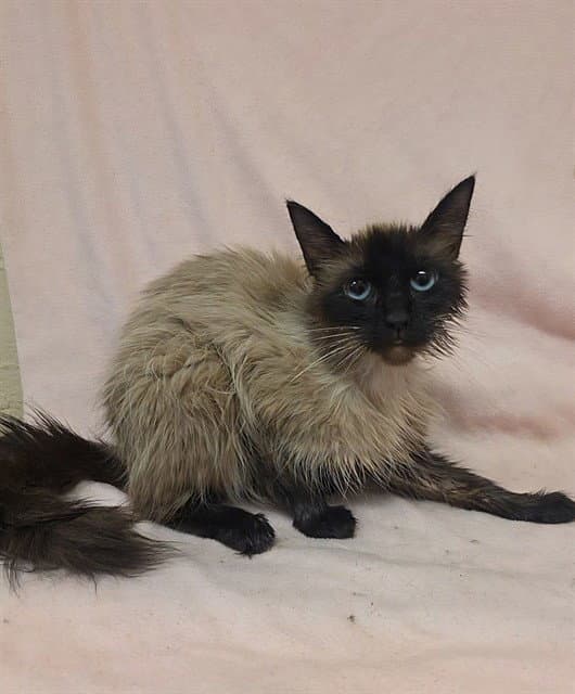 Mallow - Siamese