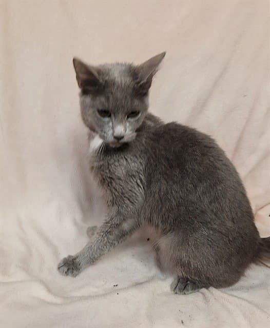 Pickle - American Shorthair