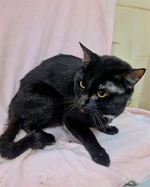Miso - Domestic Short Hair