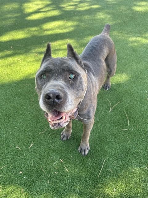 Azul - Cane Corso Mastiff
