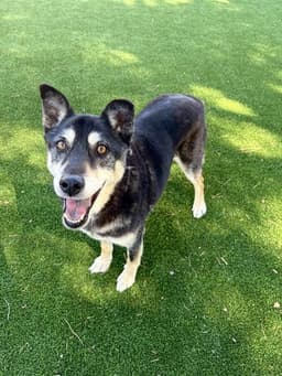 Buster image 1