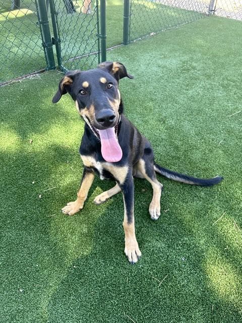 Hopscotch - Doberman Pinscher