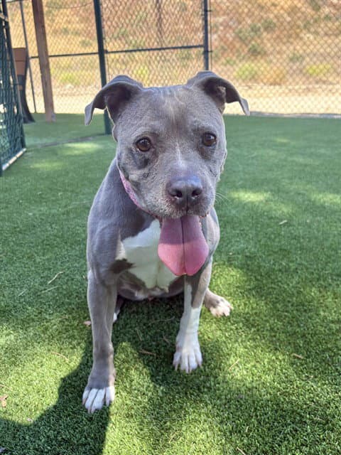 Papi - Pit Bull Terrier
