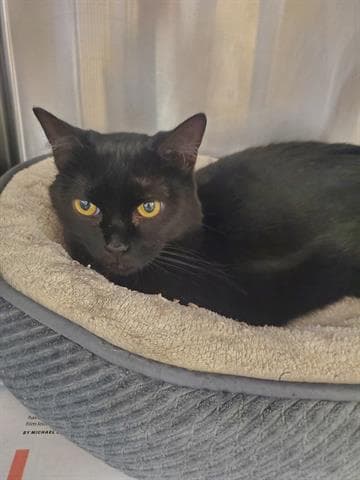 Toulouse - Domestic Short Hair