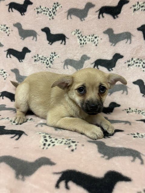 Canela - Chihuahua