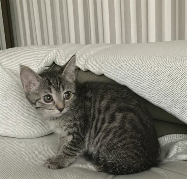 Flower - Domestic Short Hair