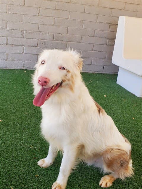 Wookie - Australian Shepherd