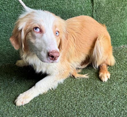 Lovie - Australian Shepherd