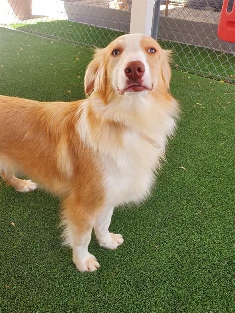 Lovie - Australian Shepherd