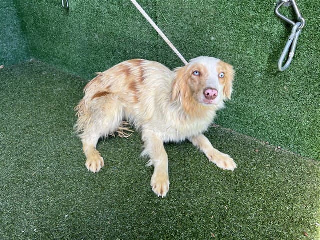 Berrie - Australian Shepherd