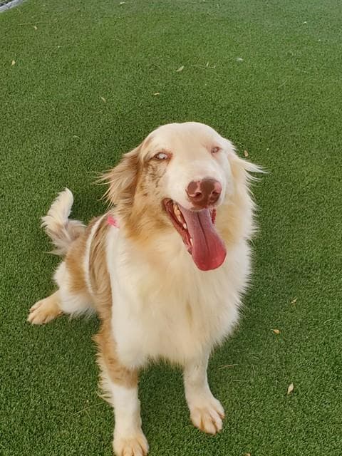 Berrie - Australian Shepherd