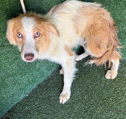 Cherrie - Australian Shepherd