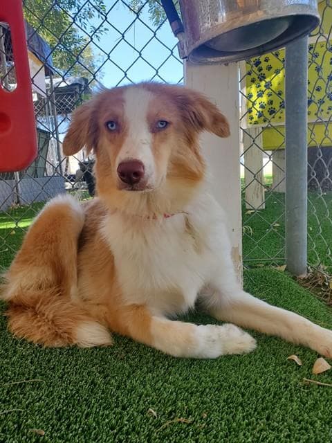 Cherrie - Australian Shepherd