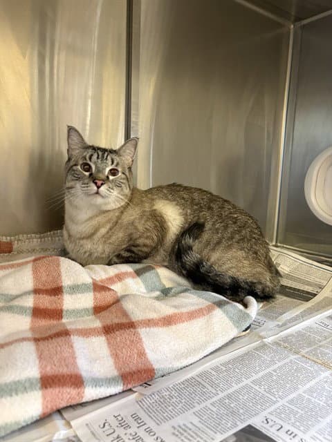 Sake - Domestic Short Hair