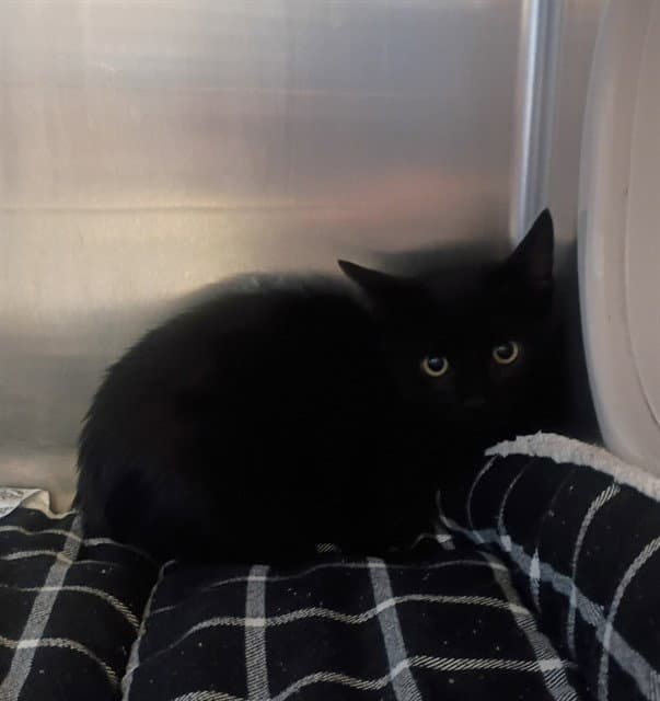 Unknown - Domestic Short Hair