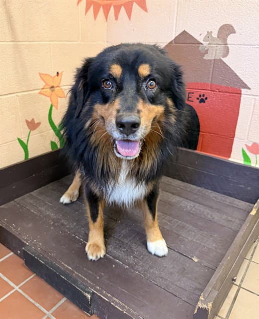 Koa - Australian Shepherd