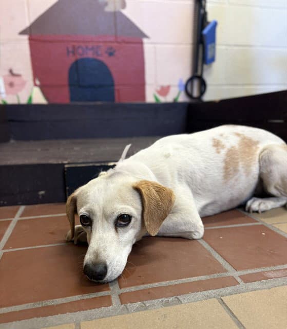 Oyster - Jack Russell Terrier (Parson Russell Terrier)