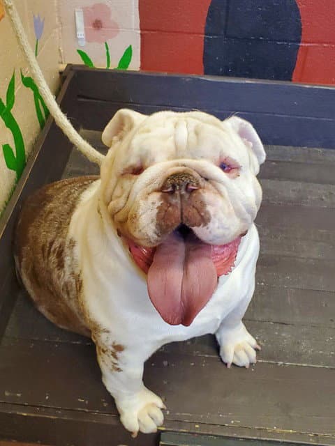 Helen - English Bulldog