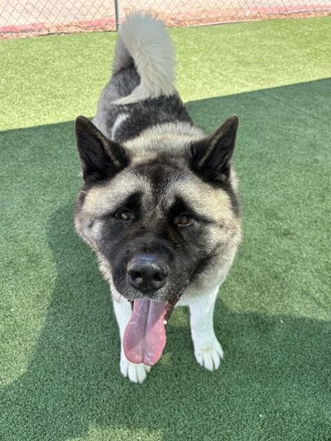 Bradley - Akita