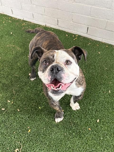 Marge - English Bulldog