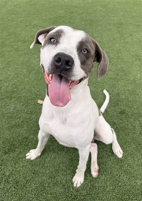 Homer - Pit Bull Terrier